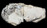Fossil Lobster (Meyeria) - Cretaceous, Isle of Wight #62908-1
